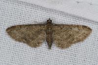 Eupithecia subfuscata