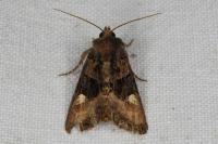 Euplexia lucipara