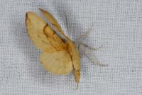 Gandaritis pyraliata
