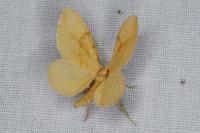 Gandaritis pyraliata