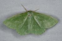 Geometra papilionaria