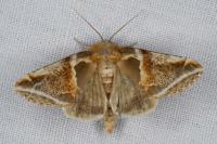 Habrosyne pyritoides
