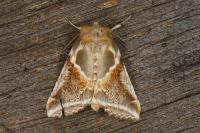 Habrosyne pyritoides