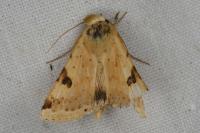 Heliothis peltigera