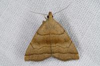 Herminia tarsicrinalis