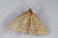 Herminia tarsicrinalis