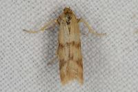 Homoeosoma sinuella