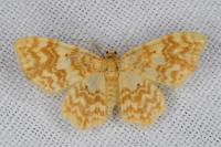 Hydrelia flammeolaria