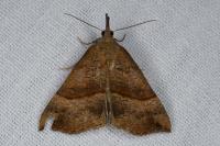 Hypena proboscidalis
