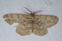 Hypomecis punctinalis