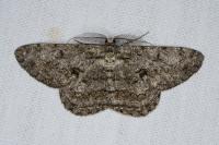 Hypomecis roboraria