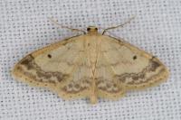 Idaea biselata
