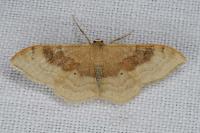Idaea degeneraria