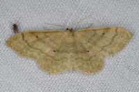 Idaea deversaria