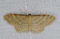 Idaea fuscovenosa