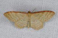 Idaea humiliata