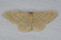 Idaea straminata