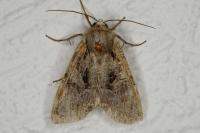 Lacanobia