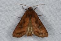 Lacanobia splendens