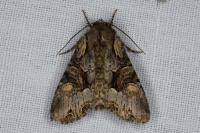 Lacanobia w-latinum