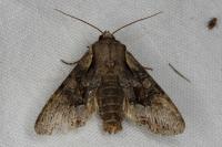 Lacanobia w-latinum