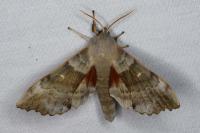 Laothoe populi