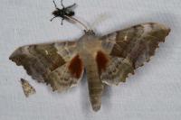 Laothoe populi