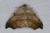 Laspeyria flexula