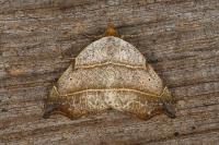 Laspeyria flexula