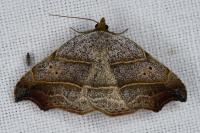 Laspeyria flexula
