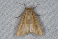 Leucania loreyi