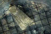 Agrotis segetum