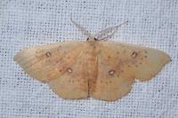 Cyclophora lennigiaria