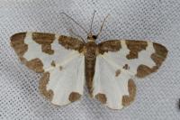 Lomaspilis marginata