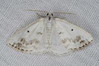 Lomographa temerata