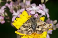 Heliothis ononis