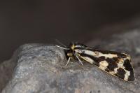 Arctia plantaginis