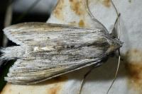 Cucullia umbratica