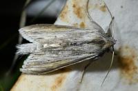 Cucullia umbratica