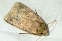 Diarsia rubi