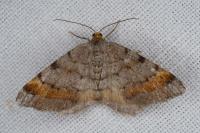 Macaria liturata
