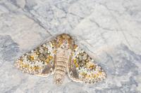 Hecatera dysodea