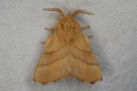 Malacosoma neustria