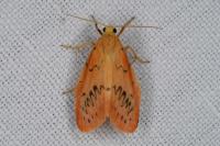 Miltochrista miniata