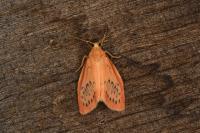 Miltochrista miniata