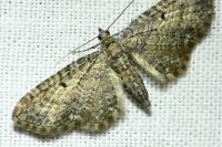 Eupithecia