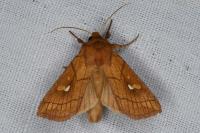 Mythimna conigera