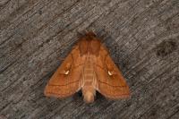 Mythimna conigera