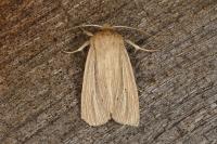 Mythimna impura