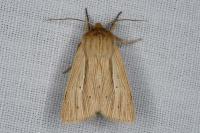 Mythimna impura